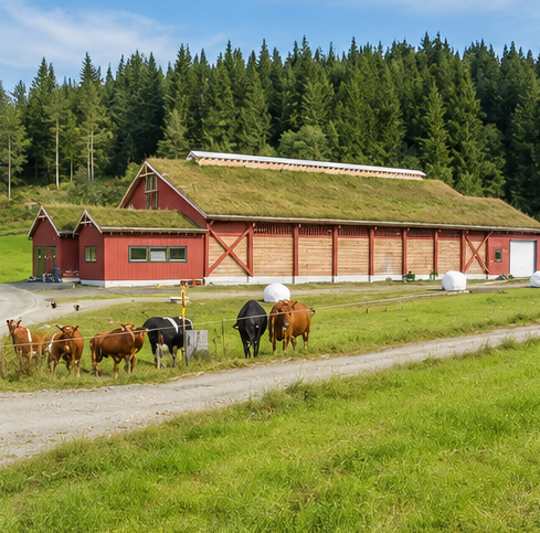 Massivtrefjøs i Rindal, Møre og Romsdal